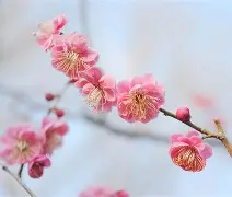 梅斯遭遇迪洛，积分榜颓势难挽