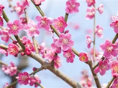梅斯遭遇迪洛，积分榜颓势难挽